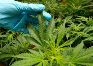Jujuy post pandemia: energ&iacute;a al sistema nacional e ingresos millonarios por cannabis