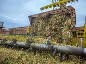 Inicio de zafra azucarera dispar en el norte argentino