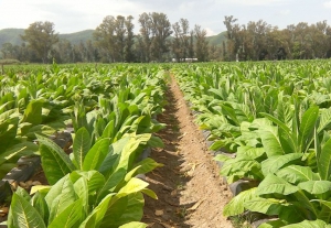La tabacalera Alliance One se sum&oacute; al acuerdo de precio de tabaco