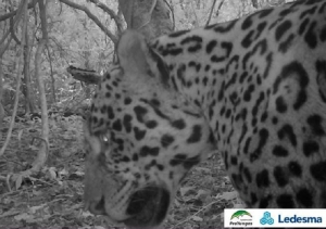 Biodiversidad y producci&oacute;n: especies de yaguaret&eacute;s marcan buenas perspectivas