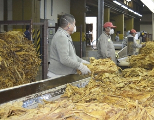 Productores cierran filas en defensa del sector: Cooperativa de Tabacaleros de Jujuy adhiere al pronunciamiento regional