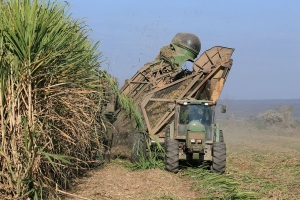 Balance de los cañeros: Una zafra 2021 marcada por la pandemia y la sequía