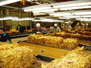 Tabaco: el pedido por partidas demoradas y las oportunidades por la demanda internacional