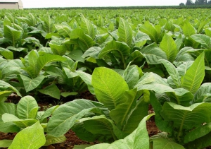 Productores tabacaleros tendrán la condonación del 20% en fertilizantes