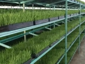 Biotecnología y forrajes hidropónicos: nueva producción prevista en el Parque Industrial de Perico