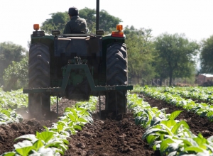 Trabajo agrario: recuerdan modalidad contractual