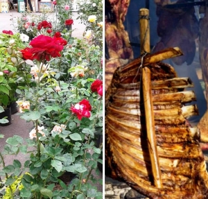 Este fin de semana se realizar&aacute; &ldquo;Fuegos Vivos&rdquo; y habr&aacute; charlas gratuitas sobre plantas y sus cuidados