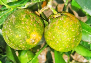 Una avispa para frenar a la mayor amenaza citr&iacute;cola