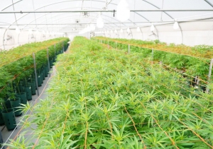 Jujuy present&oacute; la primera gu&iacute;a de manejo cl&iacute;nico de cannabis medicinal del Pa&iacute;s