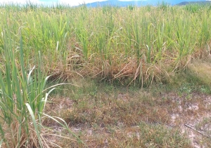 Analizan implementar una nueva tecnolog&iacute;a en Jujuy para &ldquo;hacer llover en &eacute;pocas de sequ&iacute;a&rdquo;