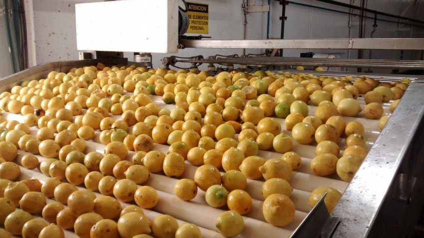 Gracias al NOA, Argentina lidera el mercado mundial del lim&oacute;n
