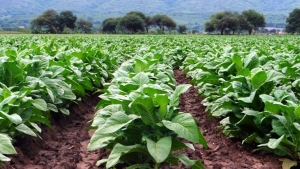 An&aacute;lisis global del tabaco en Jujuy