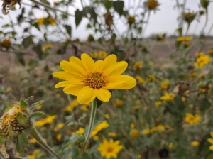 Tabaco, pasto cubano y buenas prácticas agropecuarias: Jujuy y Salta abordaron agenda regional