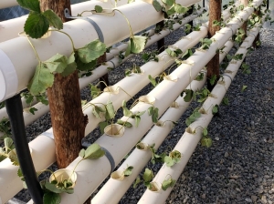 Con sistema innovador crecen frutillas en la Quebrada