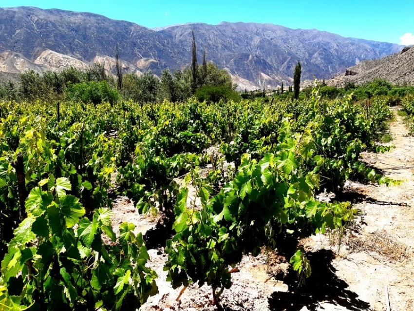 Informantes tur&iacute;sticos profundizaron conocimientos sobre las Rutas del Vino