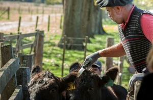 Gobierno ratific&oacute; su respaldo a productores ganaderos