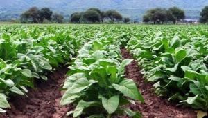 Alivio para el sector tabacalero: Jujuy recibi&oacute; $1.100 millones del FET