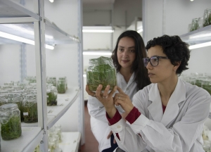 La investigaci&oacute;n gen&eacute;tica privada en ca&ntilde;a de az&uacute;car sigue un camino creciente