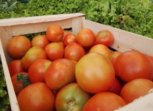 Tomate redondo, champú y mandarina encabezan los aumentos relevados en abril