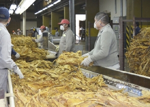 Tabaco: rige &ldquo;precio provisional&rdquo; esperando acuerdo con la industria