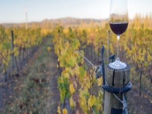 La actividad vitivinícola de Jujuy creció hasta un 300% en los últimos años