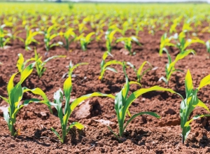 Fideicomiso Agropecuario, Industrial y Exportador