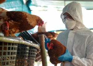 Estiman que ascienden a 660.000 las aves muertas y sacrificadas por gripe aviar