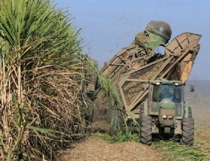 Rotundo rechazo a la propuesta de Brasil de liberar el comercio azucarero en el Mercosur