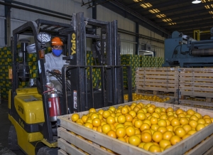 Campaña récord: Ledesma aumentó un 24% su producción de frutas