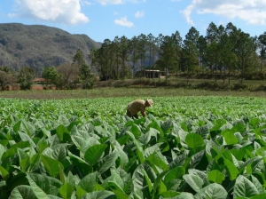 Prevenci&oacute;n de riesgos de trabajo en la actividad tabacalera
