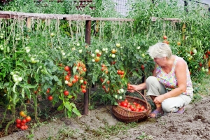 Dictar&aacute;n taller gratuito de huerta