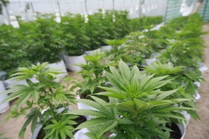 Naci&oacute;n aprob&oacute; el plan de cultivo de cannabis medicinal del gobierno de Jujuy