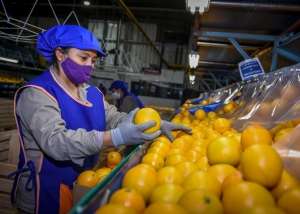 Jujuy en el podio nacional con la mayor exportaci&oacute;n de naranjas en 2019