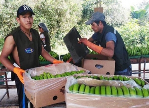 Bananeros bolivianos retoman la exportación de 2.800 tn semanales a Argentina