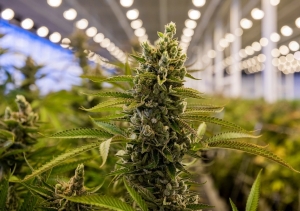 Jujuy y Trenque Lauquen firman convenio de colaboraci&oacute;n para impulsar la industria del cannabis medicinal