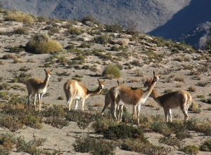89 millones de pesos: imponen la multa más alta históricamente por caza furtiva de vicuñas en Jujuy