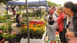 Este viernes comienza la 16&deg; edici&oacute;n de &ldquo;La Flor M&aacute;s Bella&rdquo; con exposici&oacute;n y talleres gratuitos