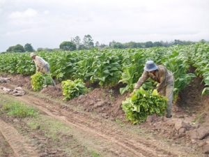 Menos hectáreas tabacaleras, preocupación de los trabajadores rurales