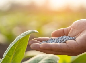 Financiarán fertilizantes para productores tabacaleros