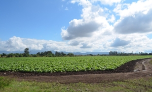 Tabaco: Buscan posicionar a la producci&oacute;n en el manejo y conservaci&oacute;n de suelos