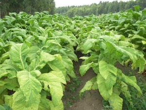 Tabaco: &ldquo;Jujuy es una de las provincias a la que m&aacute;s tiempo le dedicamos&rdquo;