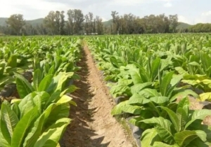 Impuesto m&iacute;nimo al tabaco y la exigencia de "mayores controles"