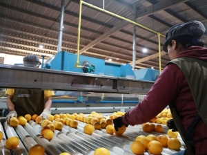 La mayor exportadora de naranjas argentinas a Europa está en Jujuy: Sadir visitó Citrus del Norte