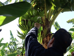 Alerta de productores bananeros: "Estamos yendo en contra de la corriente"