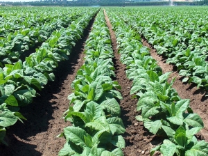 El 90% del tabaco jujeño se exporta, pero el sector reclama que los beneficios no llegan a la producción
