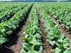El 90% del tabaco jujeño se exporta, pero el sector reclama que los beneficios no llegan a la producción