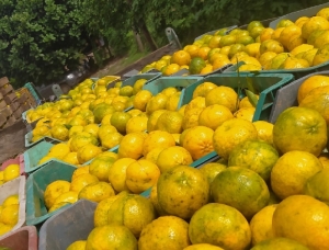 Desde frutales en jaula hasta artesan&iacute;as y comidas regionales: as&iacute; ser&aacute; la Feria Campesina