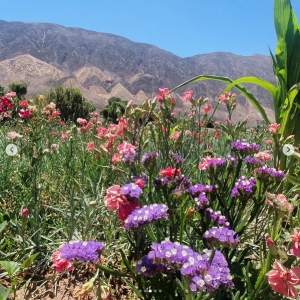 Jujuy será sede de la 1° Jornada Provincial de Floricultura