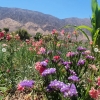 Jujuy será sede de la 1° Jornada Provincial de Floricultura