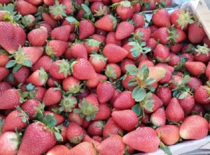 Comercio Jujuy - Antofagasta: desde el potencial en frutillas hasta la necesidad de más acuerdos internacionales